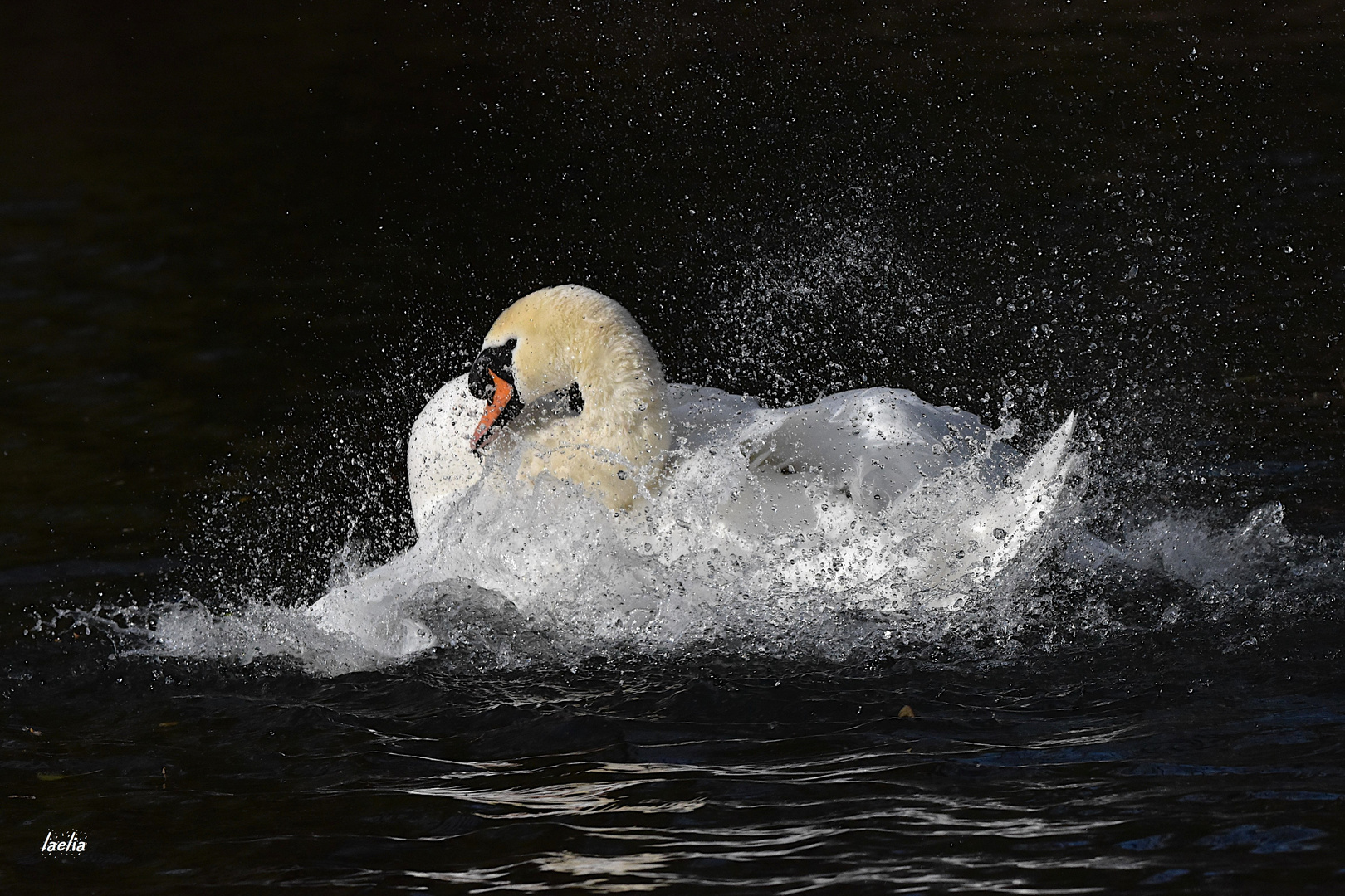 toilette du cygne