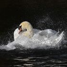 toilette du cygne