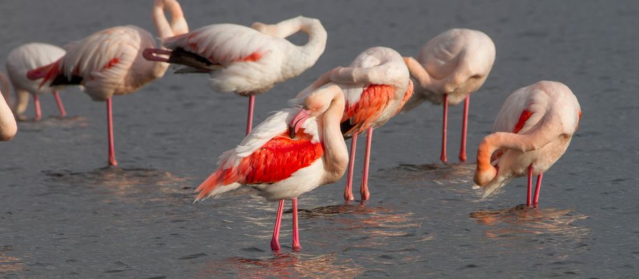 Toilette d'un groupe de flamants roses