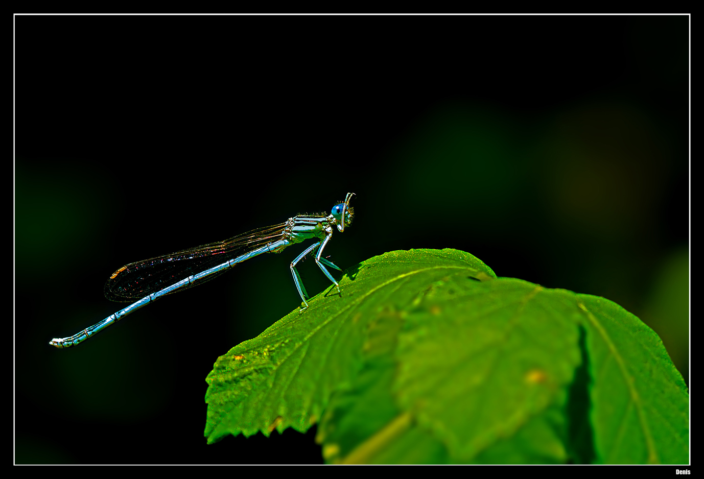 ...Toilette d'une élégante bleue...