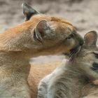 Toilette (Puma concolor, puma)