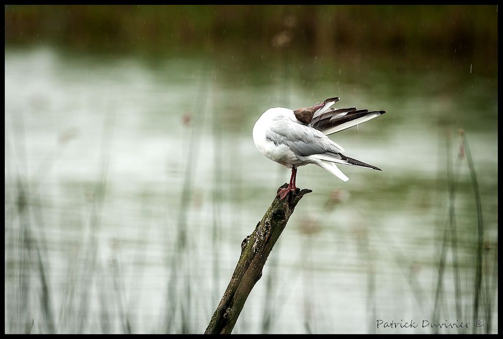 toilette-sous-la-pluie