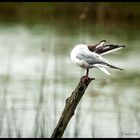 toilette-sous-la-pluie