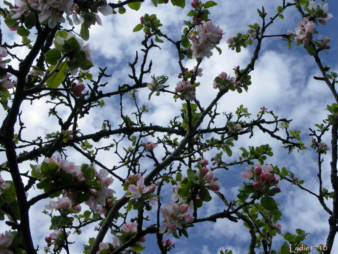 Toit percé de fleurs !!!