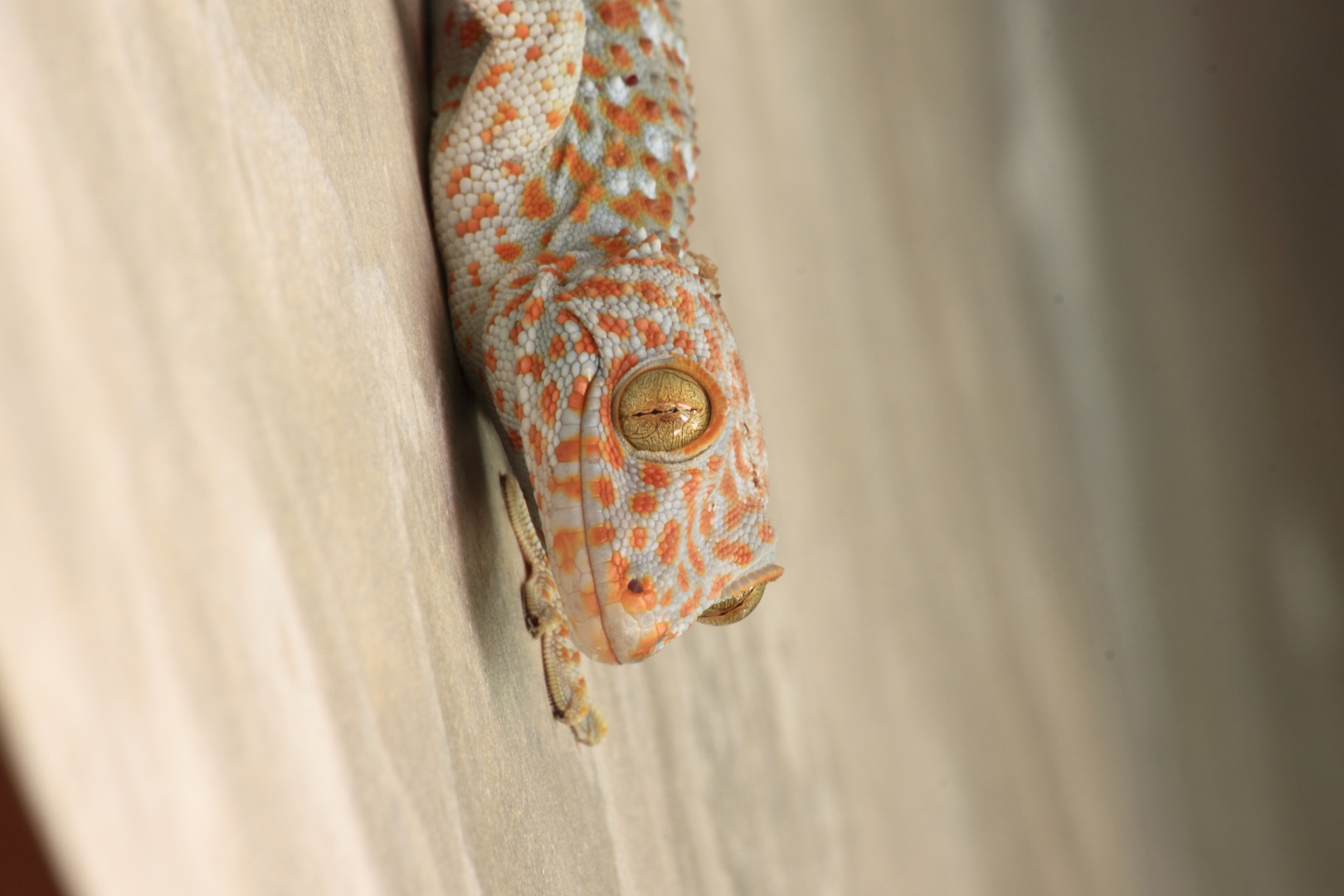 Tokay-Gecko