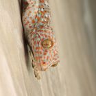 Tokay-Gecko