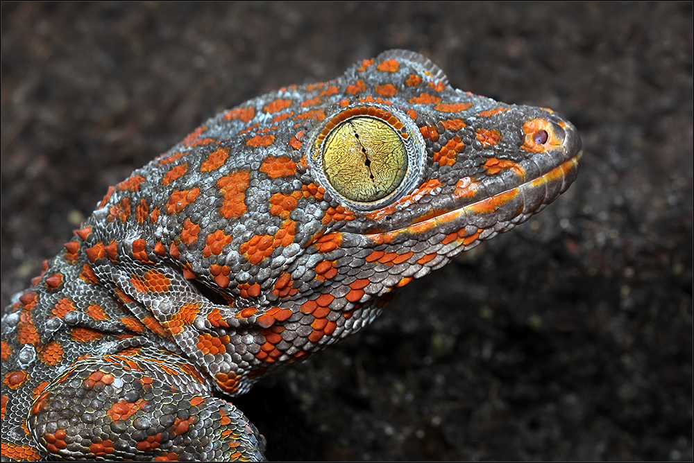 Tokay Gecko...