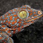 Tokay Gecko...