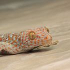 Tokay-Gecko die 2te