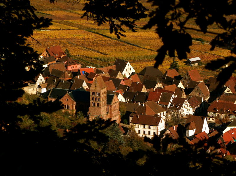 Tokay, Gwurztraminer, Riesling...