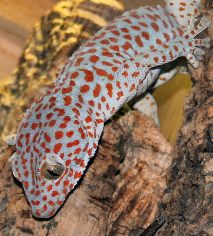 Tokee (Gecko Gecko)