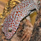 Tokee (Gecko Gecko)