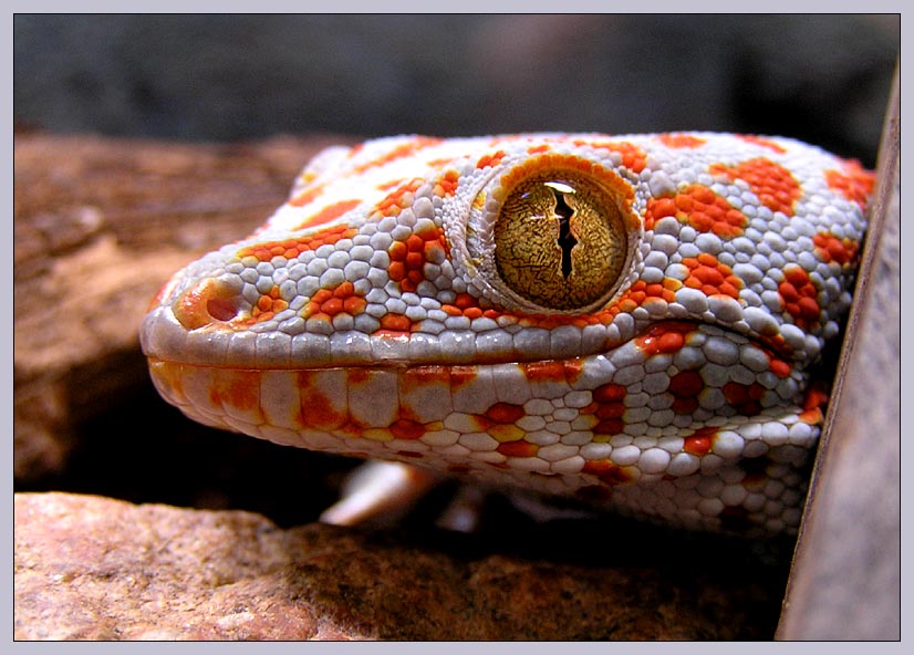 Tokee (Gecko gecko)