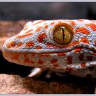 Tokee (Gecko gecko)