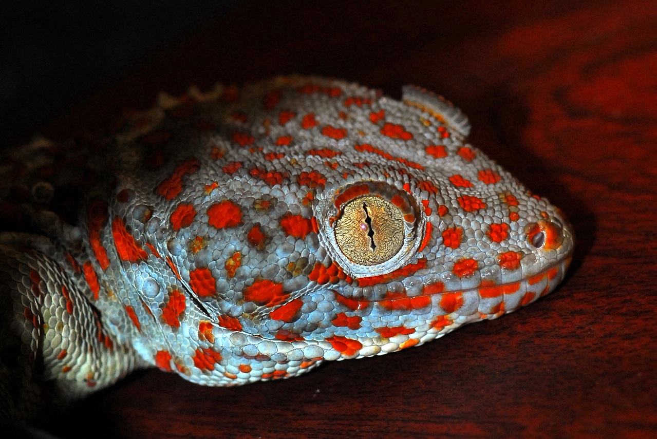 Tokee (Gekko gecko)