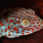 Tokee (Gekko gecko)