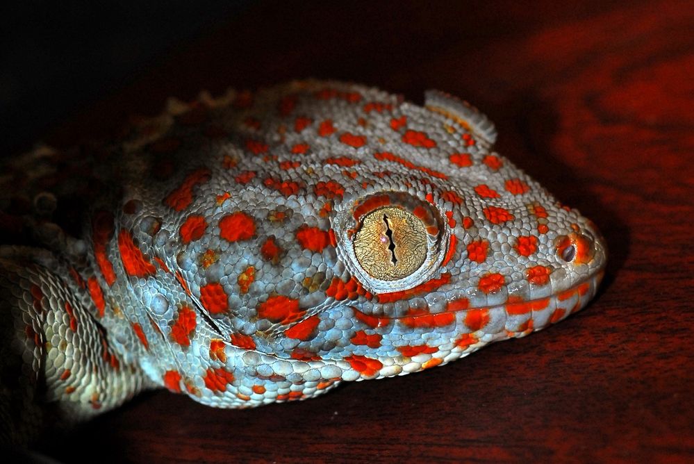 Tokee (Gekko gecko) Foto & Bild tiere, haustiere, terraristik Bilder