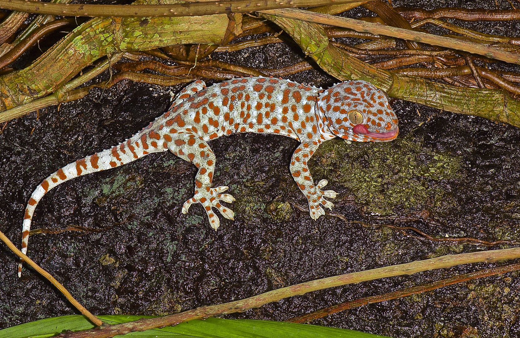 Tokeh, eine große, farbenprächtige Geckoart