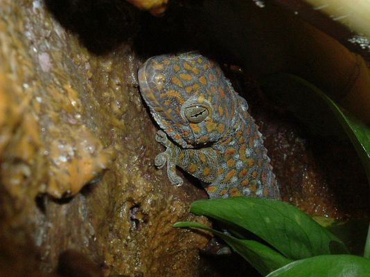 Tokeh Gecko