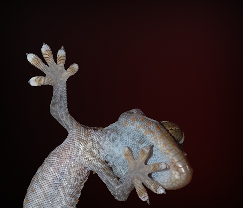 Tokeh-Gecko Closeup