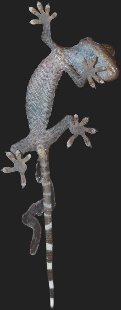 Tokeh-Gecko (Full Frontal Nudity)