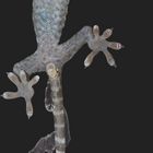 Tokeh-Gecko (Full Frontal Nudity)