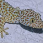 Tokeh | Gecko gecko