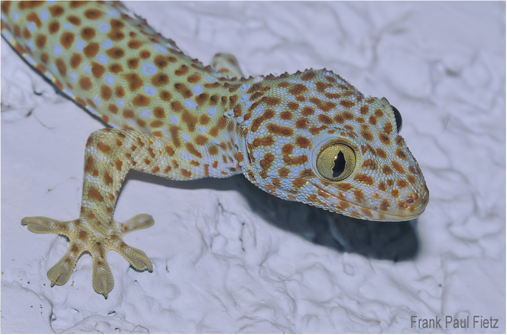 Tokeh | Gecko gecko