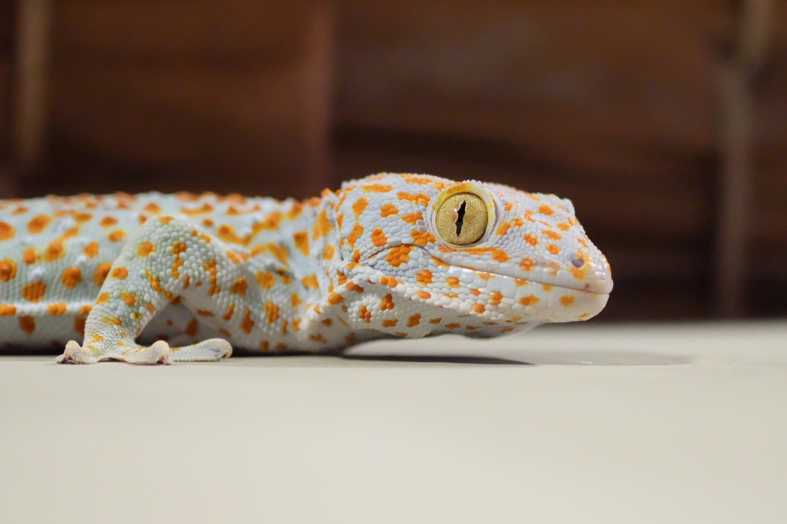 Tokeh Gecko in Thailand