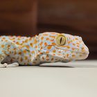 Tokeh Gecko in Thailand