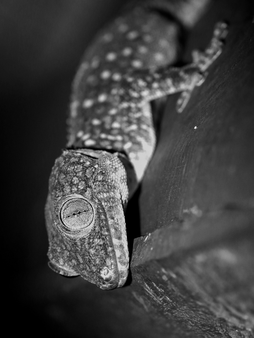 Tokeh ( Gekko gecko )