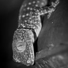 Tokeh ( Gekko gecko )