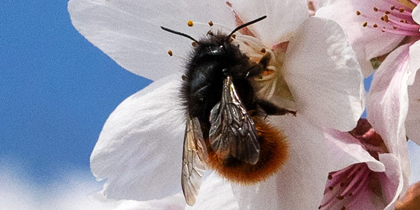 Tokiokirschblüte mit Steinhummel