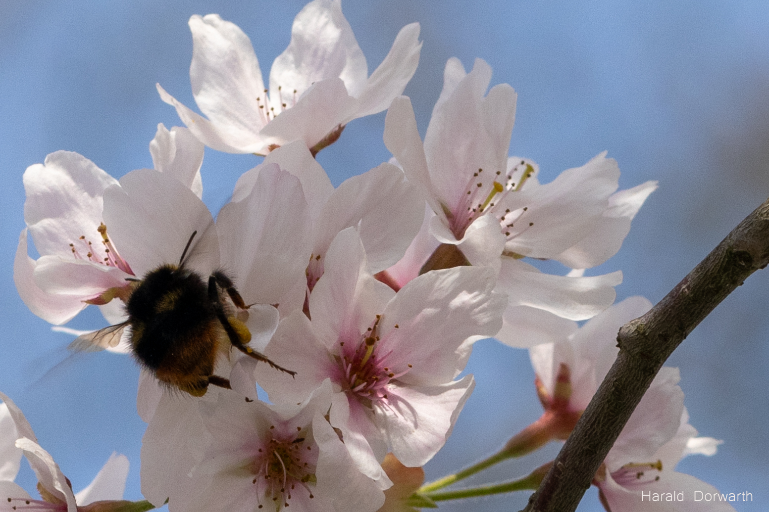 Tokiokirschblüten Ausschnitt mit Hummel