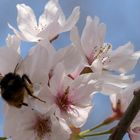 Tokiokirschblüten Ausschnitt mit Hummel