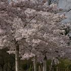 Tokiokirschblüten Bäume im Sole-Aktiv-Park