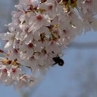 Tokiokirschblüten mit Steinhummel