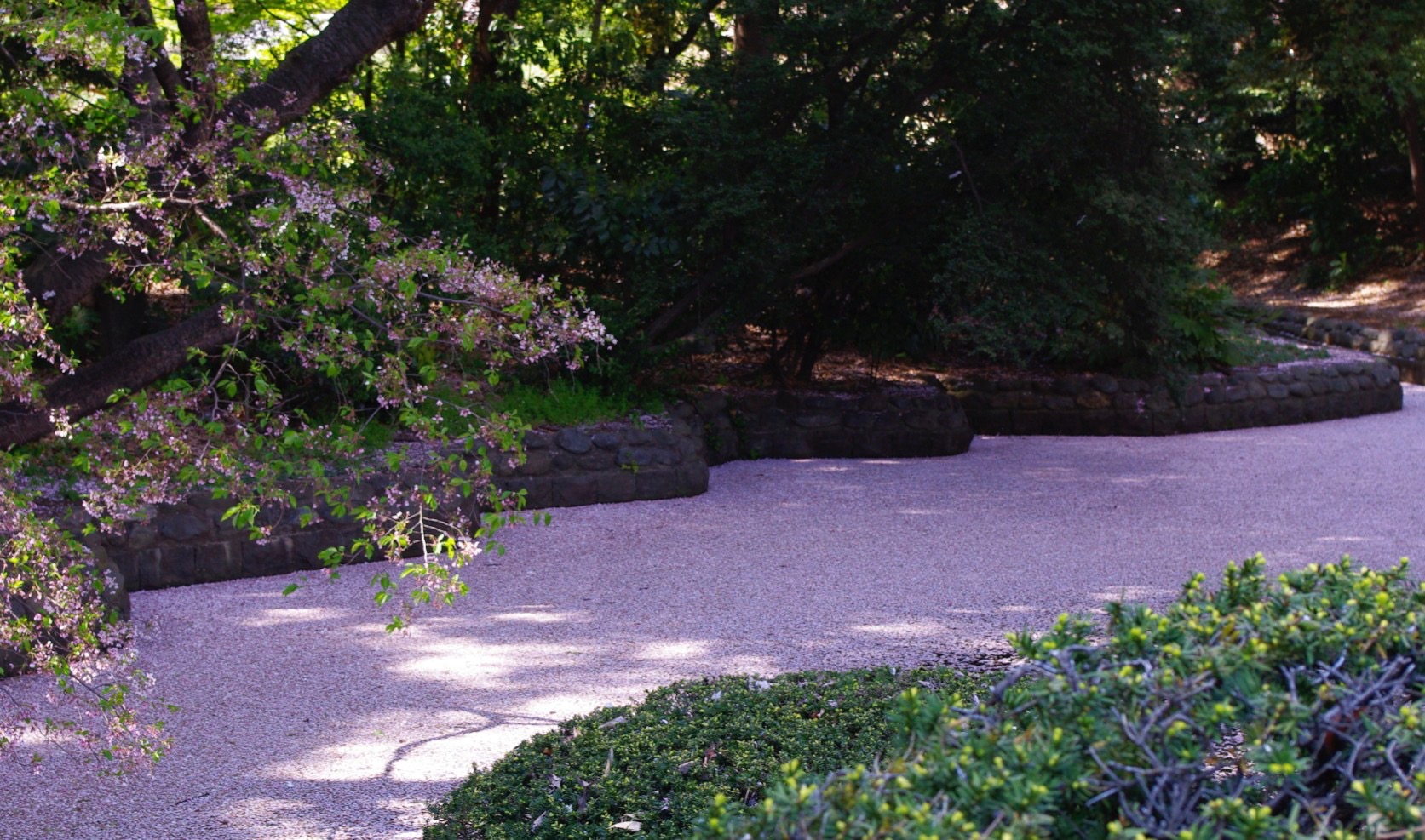 Tokyo Hanami