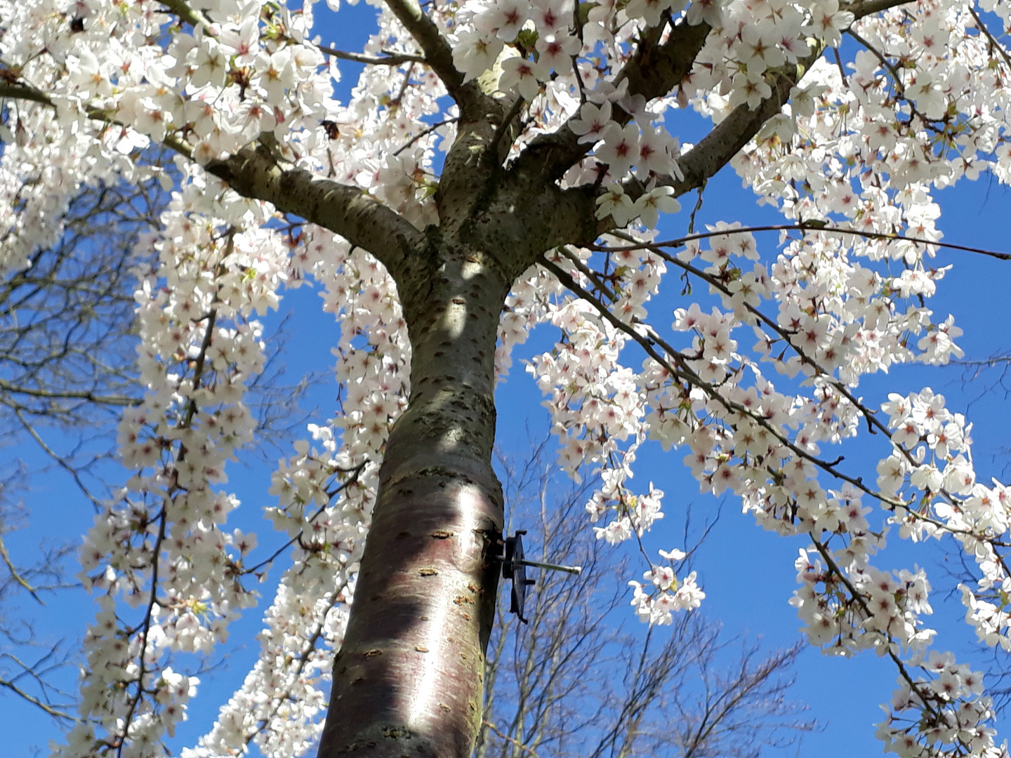 TokyoKirsche Foto & Bild pflanzen, pilze & flechten, bäume