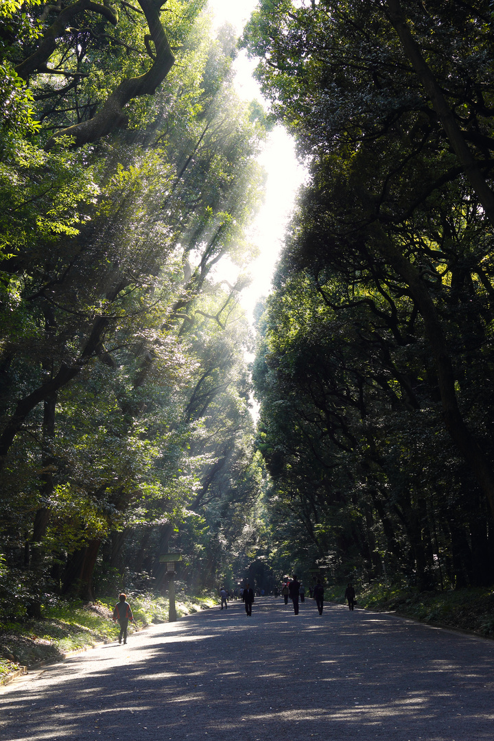 Tokyo - Meiji Jingu Shrine