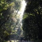 Tokyo - Meiji Jingu Shrine