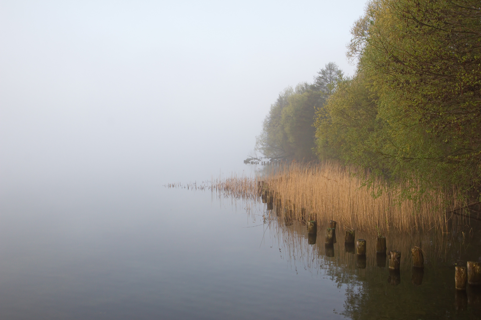 Tolensesee im Morgennebel