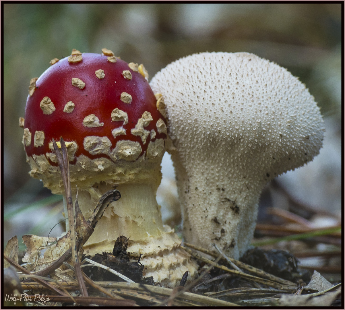 Tolerieren sich: Fliegenpilz & Flaschenbovist