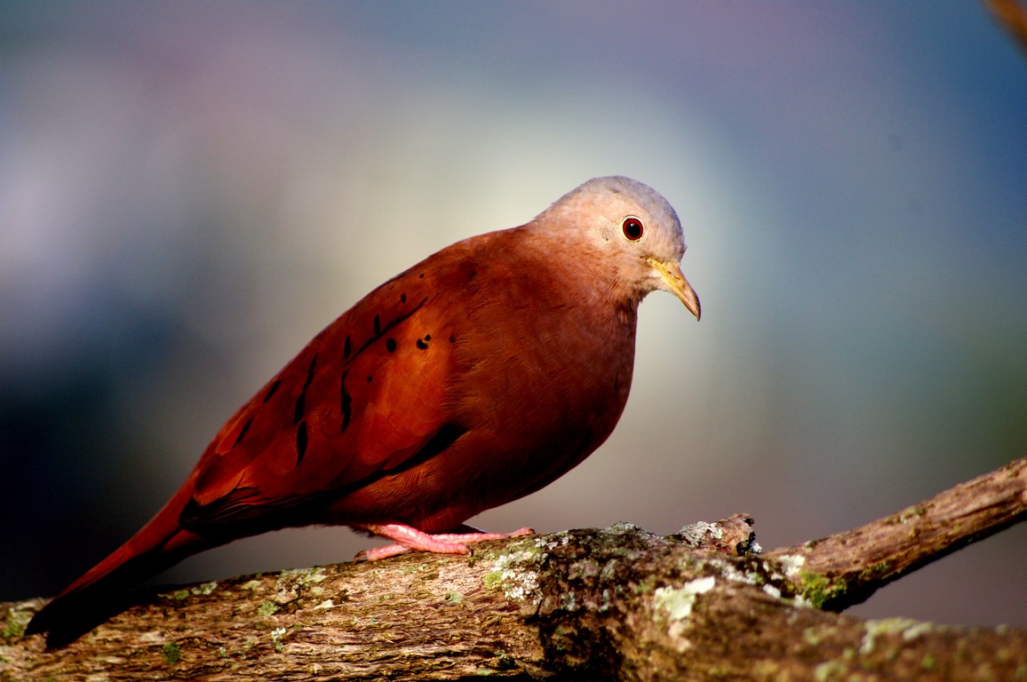 Tolima Dove (Colombia)