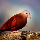 Tolima Dove (Colombia)