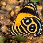 Tolima Numberwing (Callicore tolima tolima)