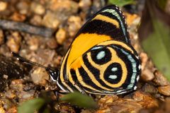 Tolima Numberwing (Callicore tolima tolima)