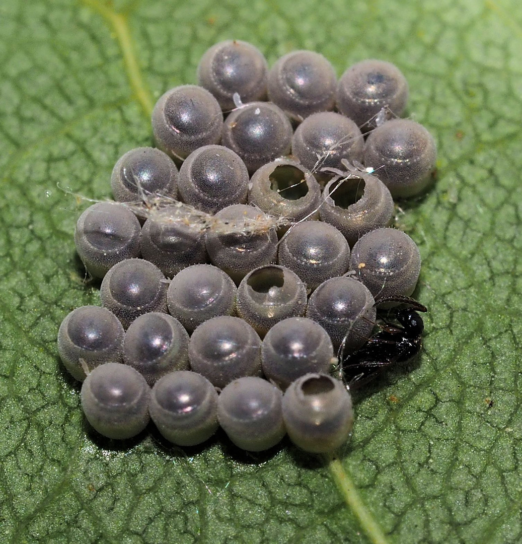 Toll nix kleine Wanzen nur Brackwespen ...die Eier waren parasitiert ....