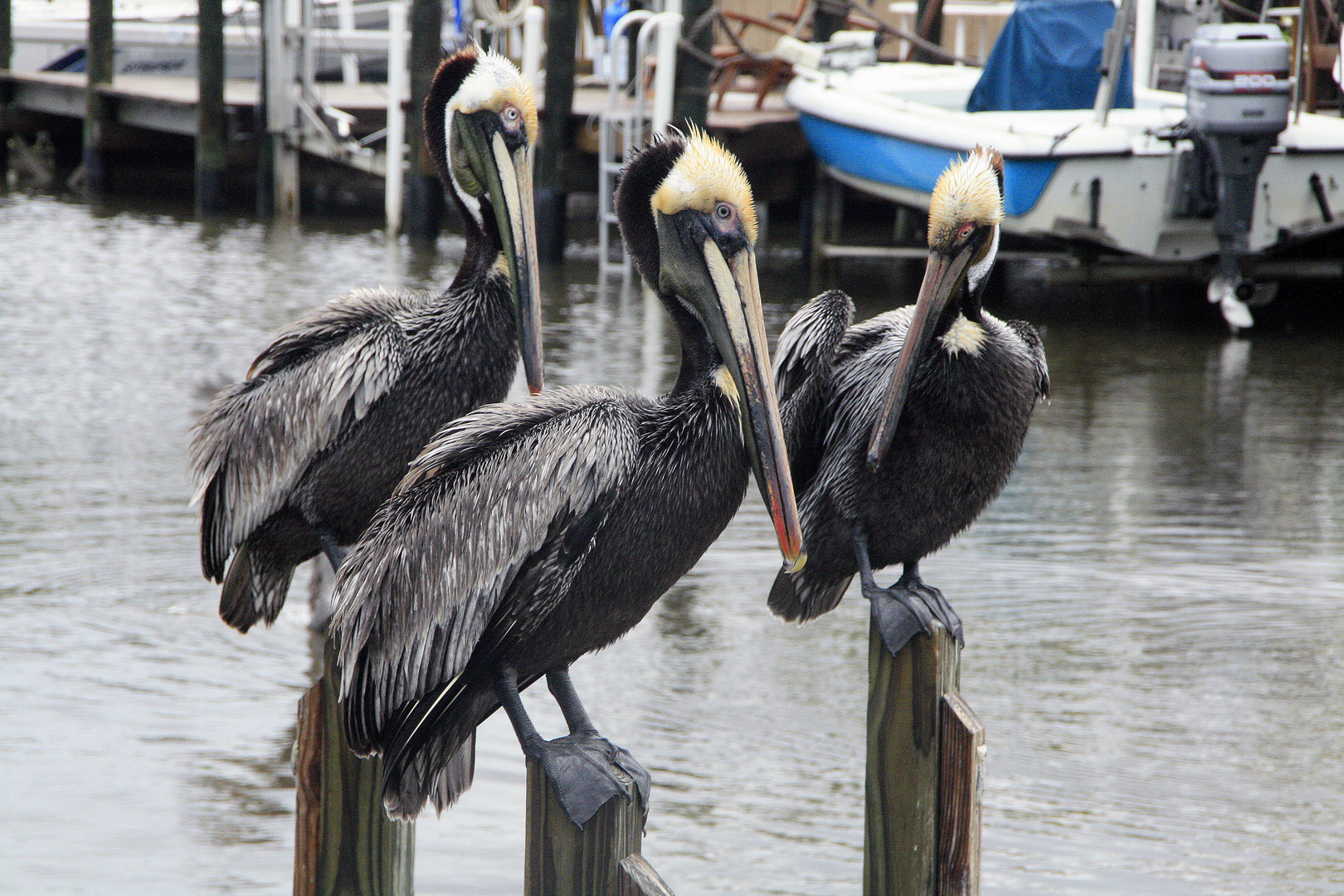 Tolle Begrüßung Everglades-Brown Pelican