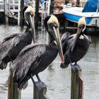 Tolle Begrüßung Everglades-Brown Pelican